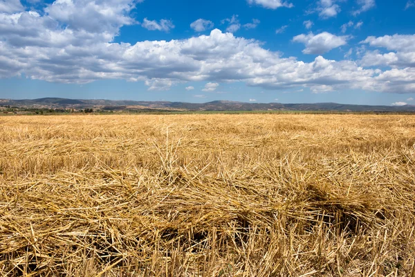 Campo de trigo — Foto de Stock