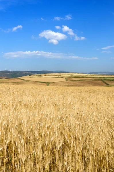 Wheat — Stock Photo, Image