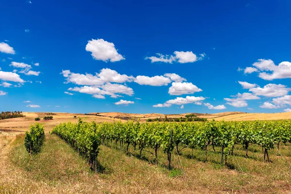 Vinha Italiana Com Fundo Céu Azul Nuvens — Fotografia de Stock
