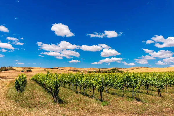 Vigneto Italiano Con Sfondo Cielo Blu Nuvole — Foto Stock