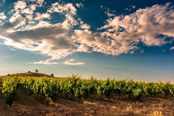 Beautiful View Vineyard Landscape Italy Europe — Foto Stock