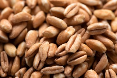 Taze organik inci, vejetaryen yemeği.