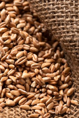 Taze organik inci, vejetaryen yemeği.