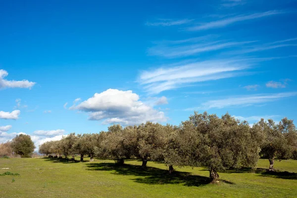 green grass in the garden, blue sky