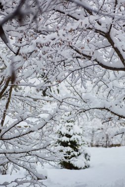Kışın bir ağacın dalı, bembeyaz kar ile kaplı.