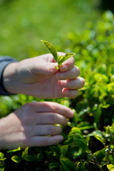 Ženské Ruce Drží Zelené Čajové Lístky Čajových Plantážích Létě — Stock fotografie