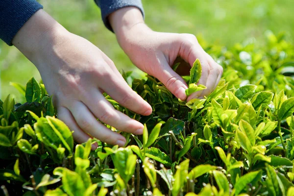 Χέρια Των Γυναικών Συλλέγουν Φύλλα Πράσινου Τσαγιού Φυτείες Τσαγιού Καλοκαίρι — Φωτογραφία Αρχείου