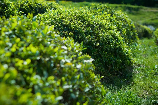Зелене Листя Чайної Рослини Чайних Плантаціях Влітку — стокове фото