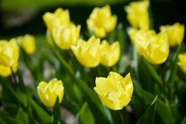 Baharda parlak sarı tomurcukları olan kültürel lale çiçeği. Çiçek tarlaları ve bahçe süslemeleri..