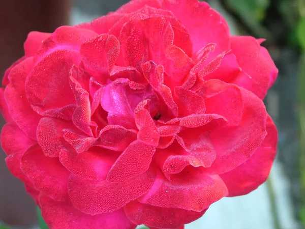 トリッキーなバラの文化的な花の閉鎖 花弁はピンク いくつかの芽の花序 自然と園芸の植物 — ストック写真