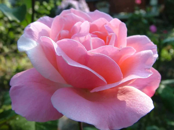 stock image Closeup of a cultural flower of a trickling rose. Petals pink, inflorescences of several buds. Plant in nature and gardening.