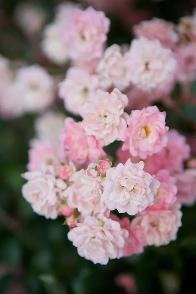 Крупный План Культурного Цветка Сочной Розы Лепестки Розовые Соцветия Нескольких — стоковое фото