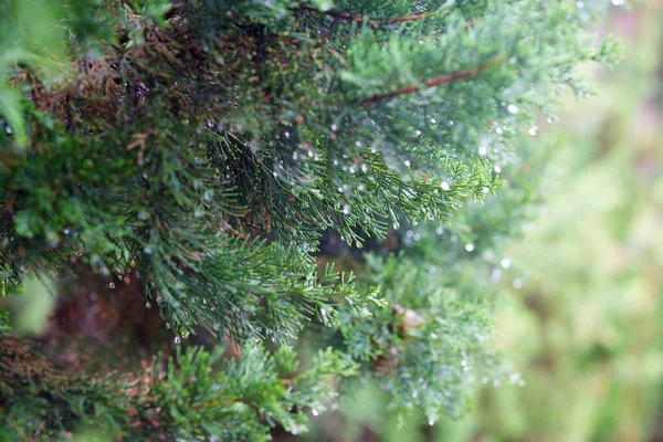 Pine Branch Foreground Background Blurred — Stockfoto