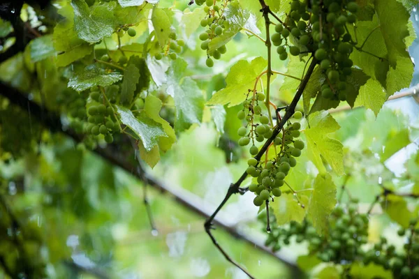 Şiddetli Yağış Sırasında Olgunlaşmamış Yeşil Üzüm Dalları — Stok fotoğraf