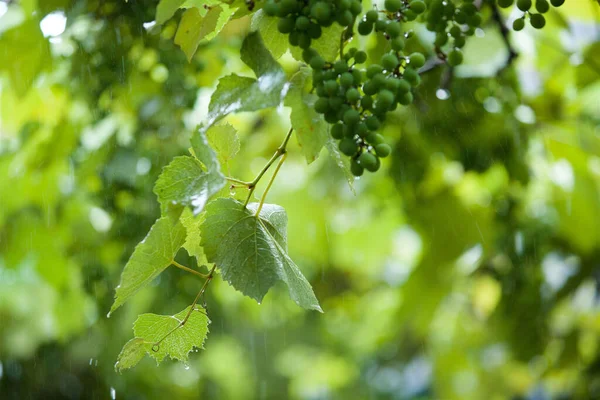 Branches Green Unripe Grapes Heavy Pouring Rain — Stock Photo, Image