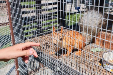Wild forest red squirrel sitting in a cage.