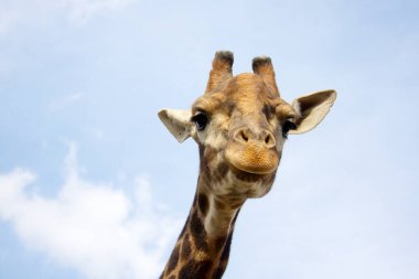Zürafa arka plan mavi gökyüzünde