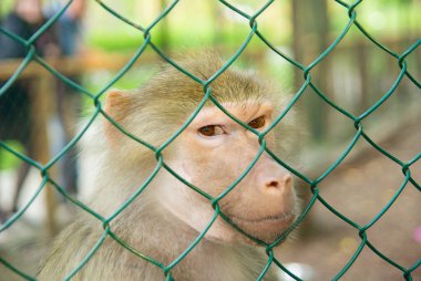 Monkey behind bars in a zoo looking at the camera