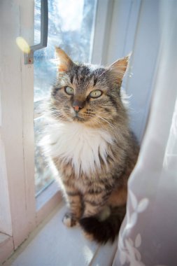 Home fluffy striped cat with a white breast sits at a wooden window in a country house and looks at the street.