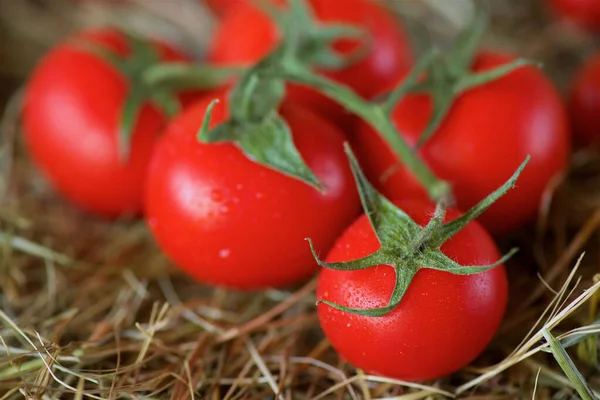 Red Ripe Cherry Tomatoes Lie Surface Straw Concept Food Healthy — Φωτογραφία Αρχείου