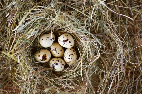 トップビュー 6つのウズラの卵は干し草の巣の中に横たわっています 健康的な有機食や新しい生活の概念 — ストック写真
