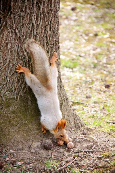 Animal Mammal Squirrel Living Wild — Photo