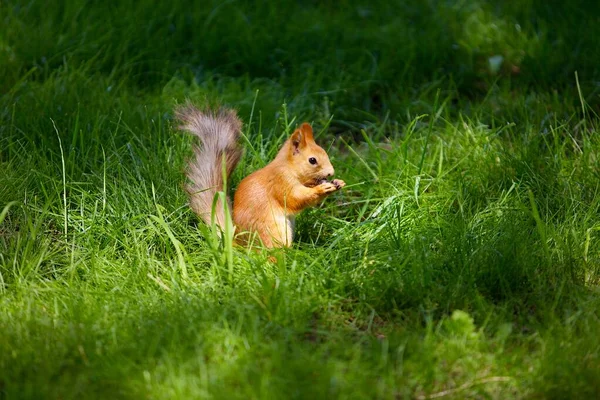 Animal Mammal Squirrel Living Wild — стоковое фото