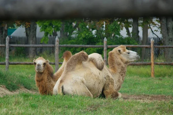 Animal Mammal Camel Lies Resting Zoo Earth — Stockfoto