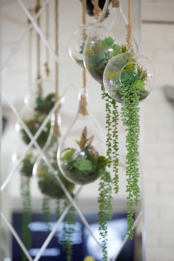 Şeffaf bir cam şişenin içinde taze çiçek kaktüsleri ve sulandırıcılar var. Ampulden bir bitki dalı sarkıyor..