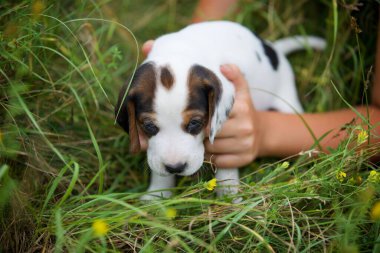 Küçük bir köpek yavrusunu tutan çocukların elleri. Yavru köpek beyaz, kahverengi, mavi gözlü, sallanan kulaklı..