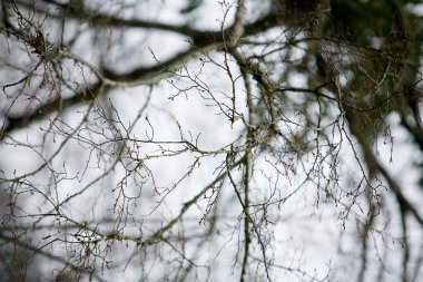 Doğadaki bitkiler. Kışın eski bitkilerin dalları