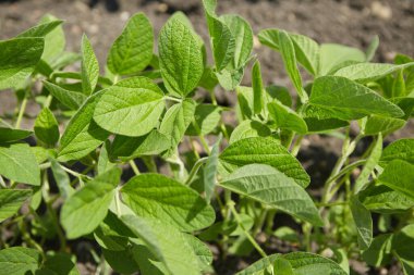 Soya bitkisi. Çeşitli yemekler yapmak için fasulye. Ekolojik organik gıda kavramı.