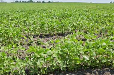 Soya bitkisi. Çeşitli yemekler yapmak için fasulye. Ekolojik organik gıda kavramı.