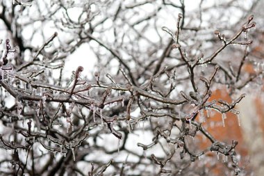 Bitkiler yağmur ve dondan sonra kalın bir buz tabakasıyla kaplıdır..