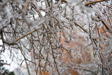 Bitkiler yağmur ve dondan sonra kalın bir buz tabakasıyla kaplıdır..