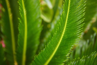 Tropikal bir bitkinin yeşil yaprağının yakın çekimi. Tatiller ve tropik ülkelere seyahatler. Egzotik bitki örtüsü.