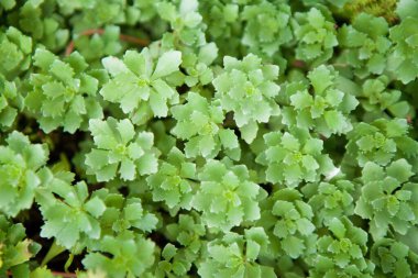 Vahşi doğada ilkbaharın başlarında çiçek açan yeşil bitki.