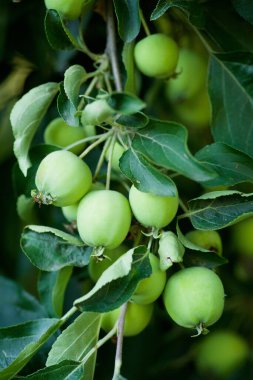 Doğadaki bitkiler. Bahçede ağaç meyve elma ile Dal
