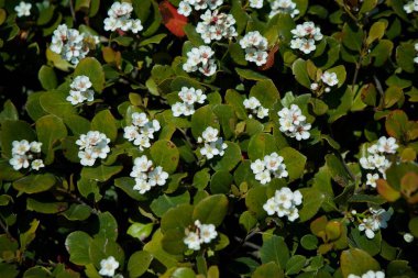 Baharda beyaz çiçekler açan vahşi orman çiçekleri. Vahşi doğadaki bitkiler.