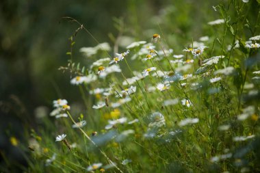 Beyaz, küçük Daisy 'nin yakın çekimi. Beyaz yapraklar, orta sarı. Doğadaki tıbbi bitki..