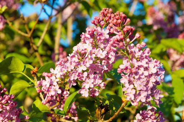 Eflatun çiçekler açar Bush