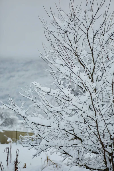 冬日的树枝一种树枝 上面覆盖着新鲜的白色绒毛雪 — 图库照片