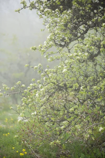 Plantas Naturaleza Ramas Árboles Con Hojas Bosque —  Fotos de Stock