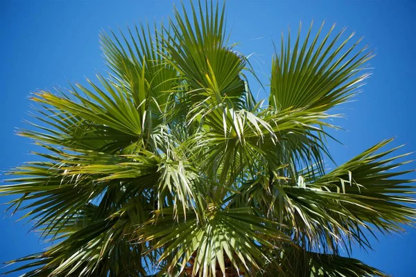 Zöld Pálmalevél Kék Égbolton Ünnepek Kirándulások Trópusi Országokban Egzotikus Növény — Stock Fotó