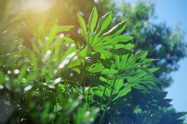 Zelený List Tropické Rostliny Pozadí Zelených Ploch Dovolená Výlety Tropických — Stock fotografie