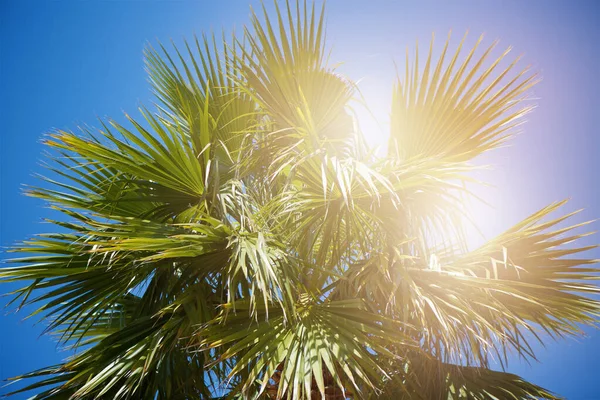 Green Palm Leaf Bright Blue Sky Holidays Trips Tropical Countries — Stock Photo, Image