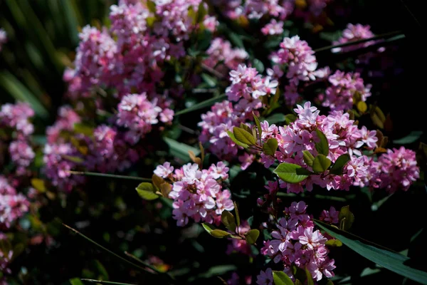 Близько Культурного Рожевого Квітки Південний Тропічний Завод — стокове фото