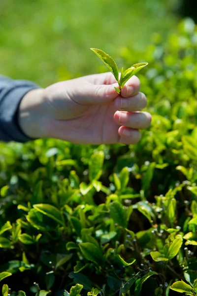 Ženské Ruce Drží Zelené Čajové Lístky Čajových Plantážích Létě — Stock fotografie