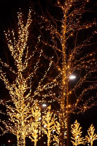 Дерева Прикрашені Світлом Маленьких Електричних Лампочок Нічне Освітлення Міських Вулиць — стокове фото