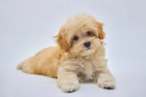 Malta fino köpeği ve kaniş köpeği. Yeni bir tür minyatür köpek. Köpek yetiştiriciliği ve cynoloji.